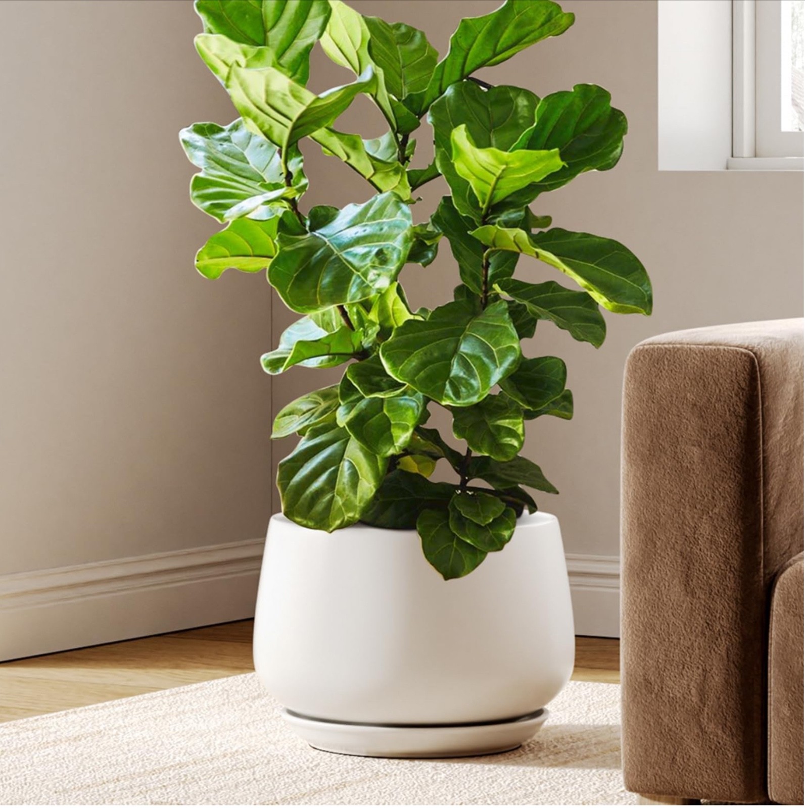 LE TAUCI Plant Pot, Ceramic Pots for Plants with Drainage multi sizes UK deliver